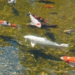 Pool-Klärvorrichtung Ubbink AlgClear 2500