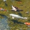 Clarificador de piscina Ubbink AlgClear 2500